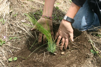 Reforestación en Cuba