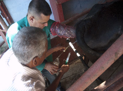 Inseminación Ganado