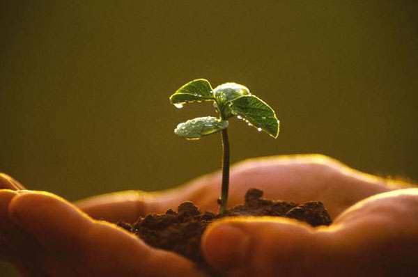 crecimiento de una planta
