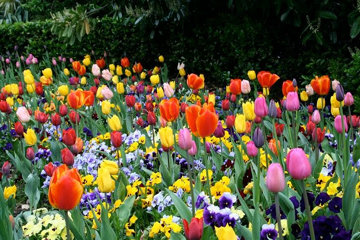 lenguaje de las flores