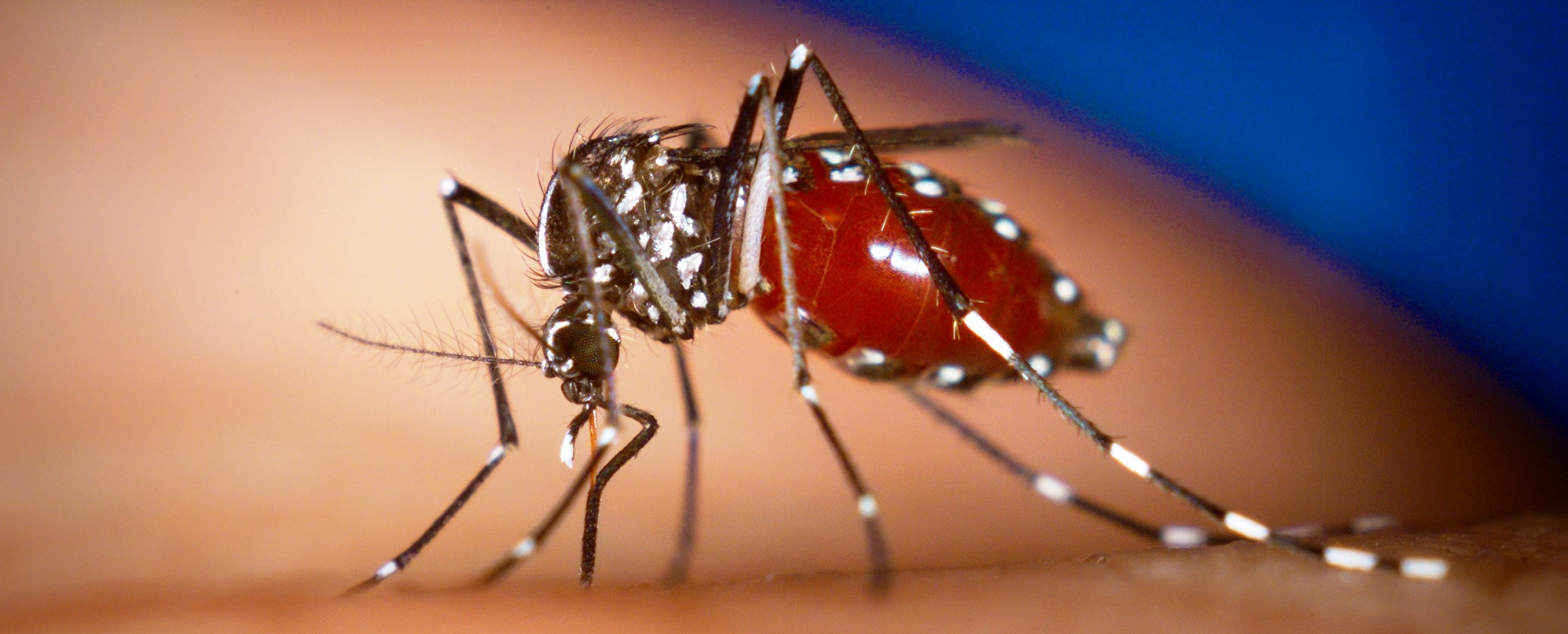 Mosquito Aedes aegypti 