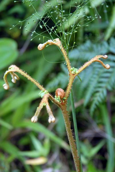 Flor de la Gran Piedra en Santiago de Cuba 