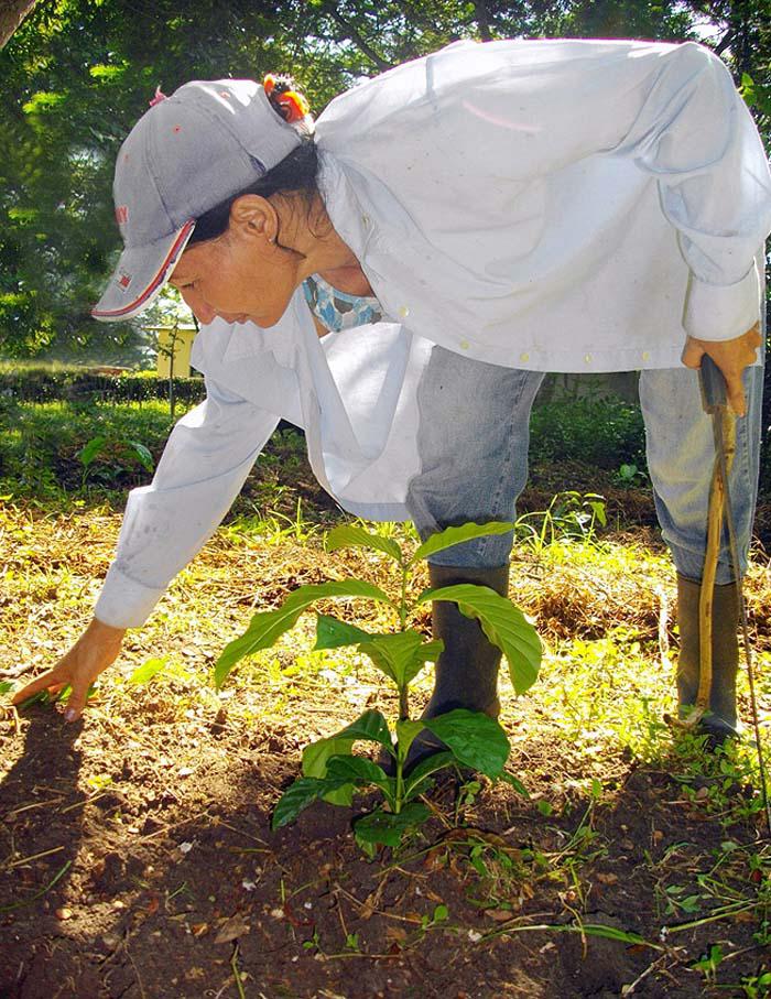 mujer en campos cubanos