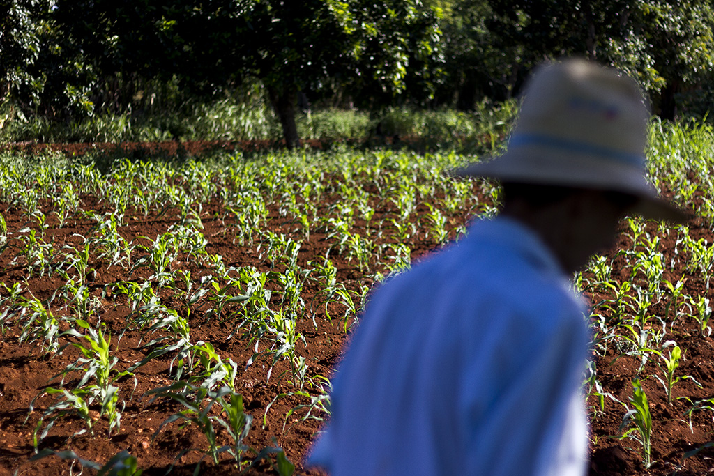 Campesino cubano