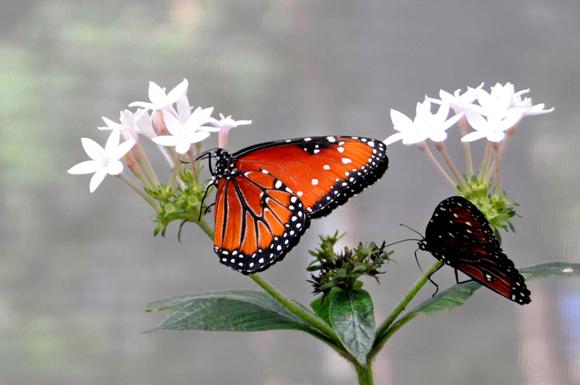 Mariposario-Quinta de los Molinos1