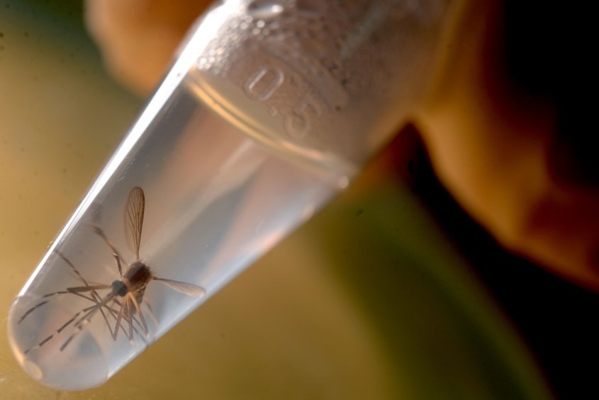 Primer caso autóctono de zika en Cuba
