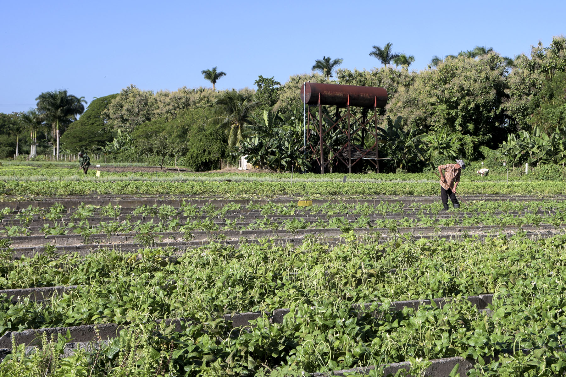Agricultura6
