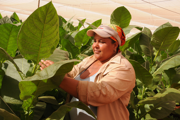 Empresa de Tabaco Lázaro Peña Artemisa