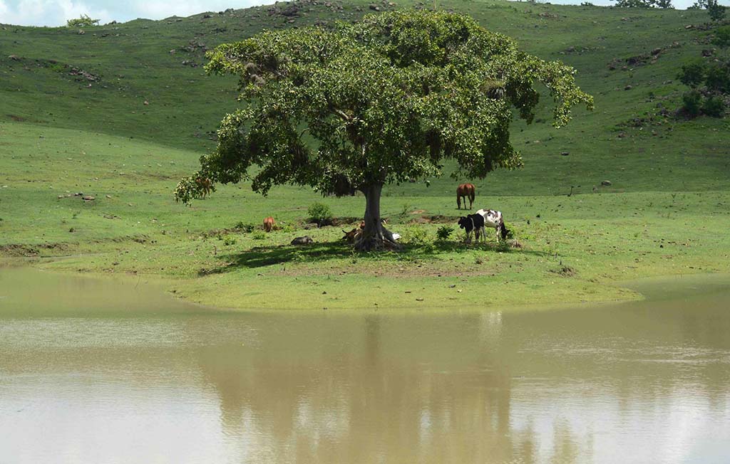 Medio Ambiente, tarea Vida