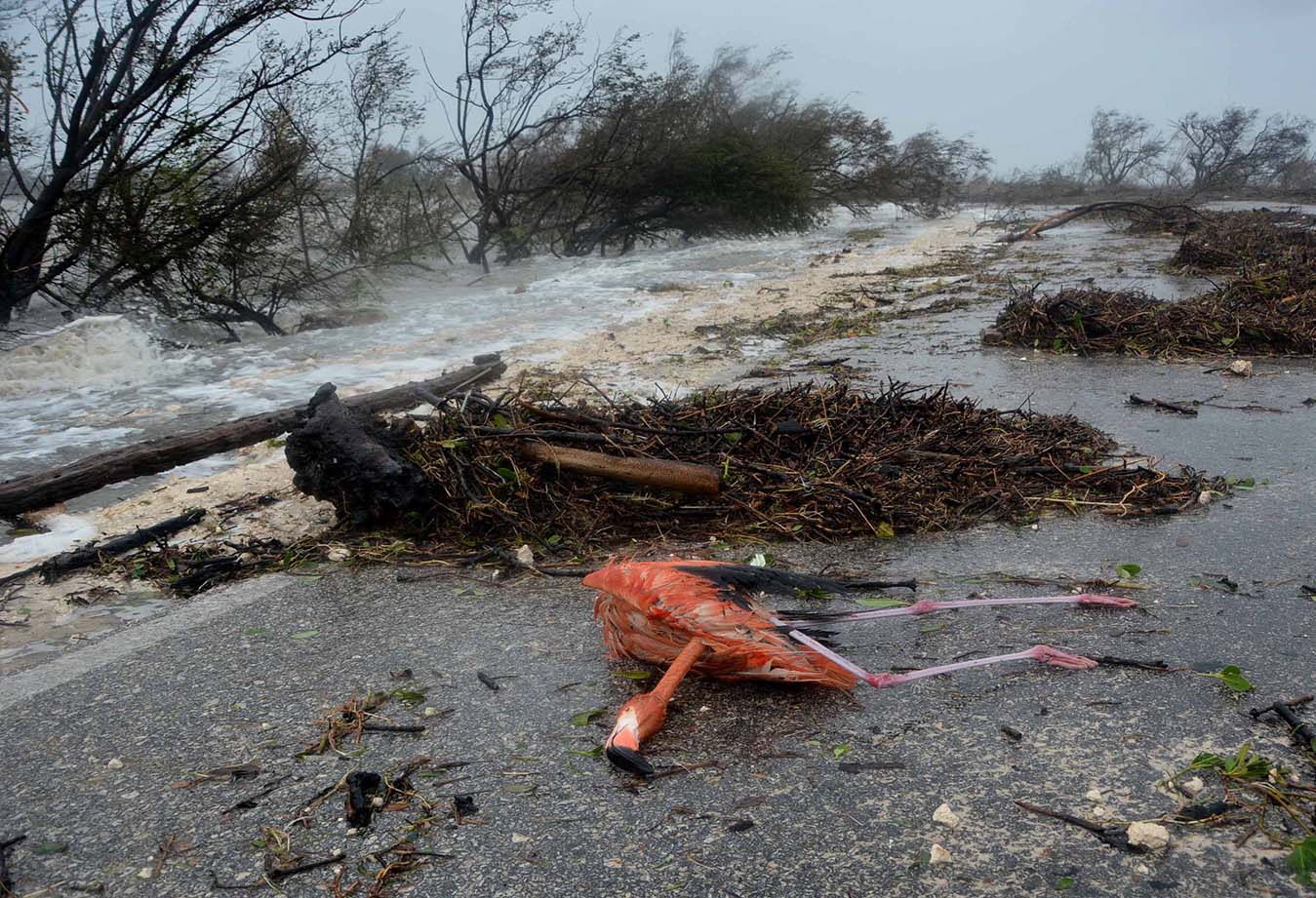 Un flamenco muerto después del paso del huracán Irma por el pedraplén de Cayo Coco, en horas del mediodía donde aún llovía y había marejadas y vientos fuertes, en Ciego de Ávila, Cuba, el 9 de septiembre de 2017. Un flamenco muerto después del paso del huracán Irma por el pedraplén de Cayo Coco, en horas del mediodía donde aún llovía y había marejadas y vientos fuertes, en Ciego de Ávila, Cuba, el 9 de septiembre de 2017.