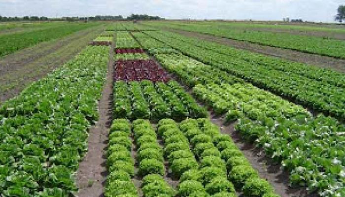 Agricultura en Cuba