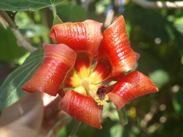 Flor Majagua