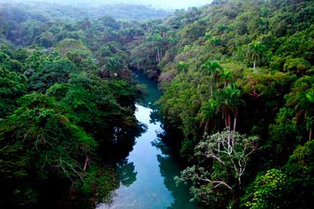 Bosque cubano