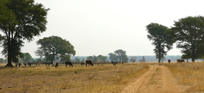 Ganado en Zambia