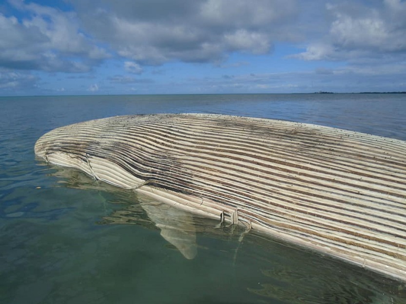 Ballena rorcual-océano-muerte