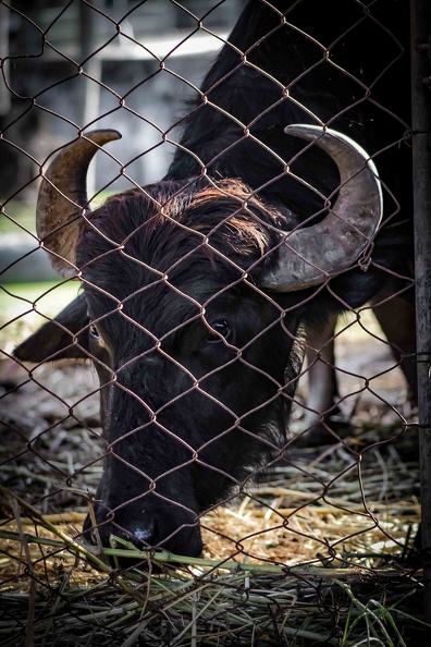 Parque zoologico nacional de cuba