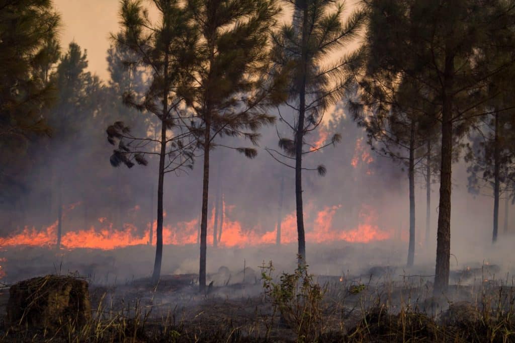 Incendio forestal