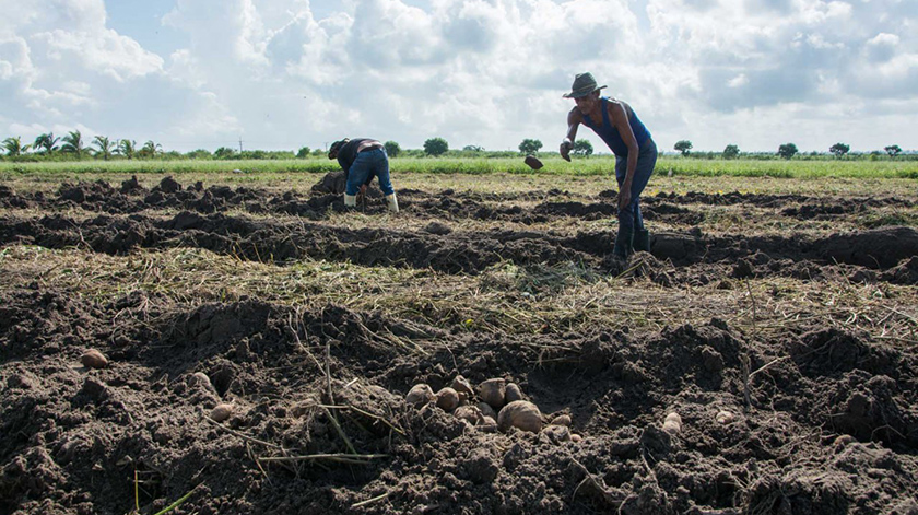 Polo productivo - Pinar del Río