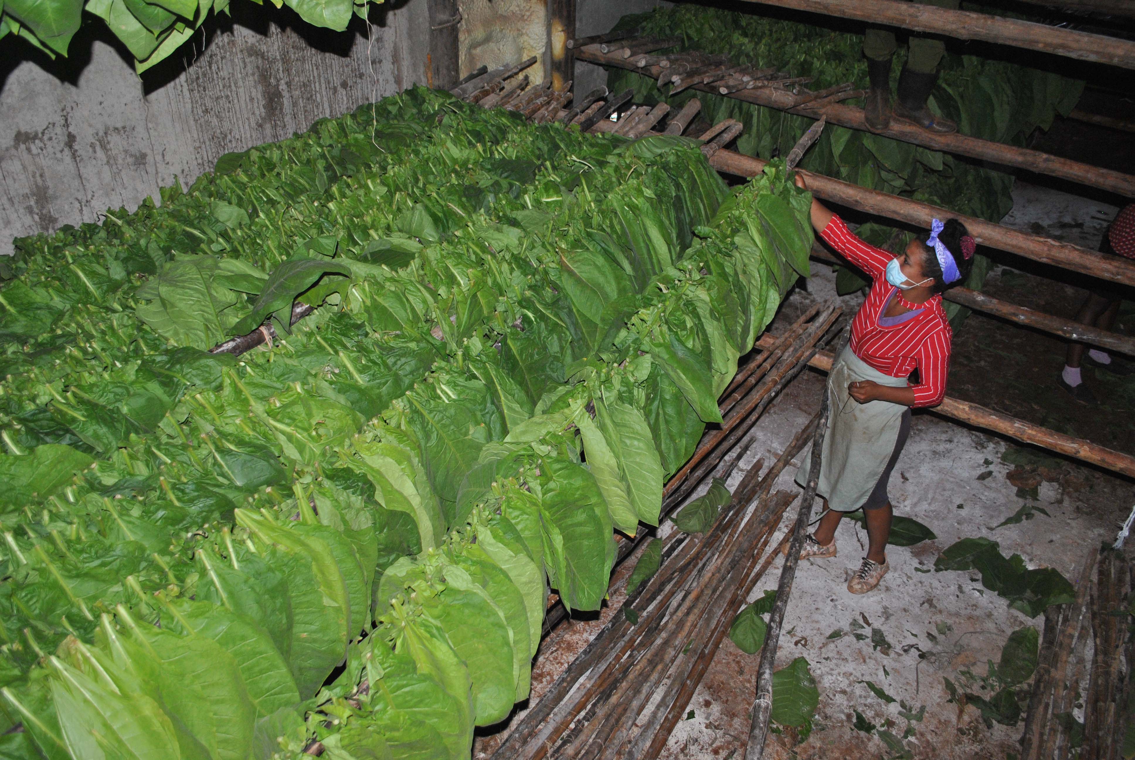 Producción de alimentos