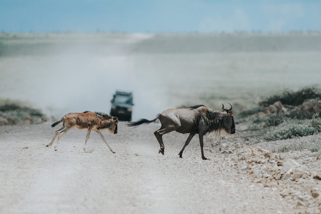 Animales sueltos en las calles de Africa