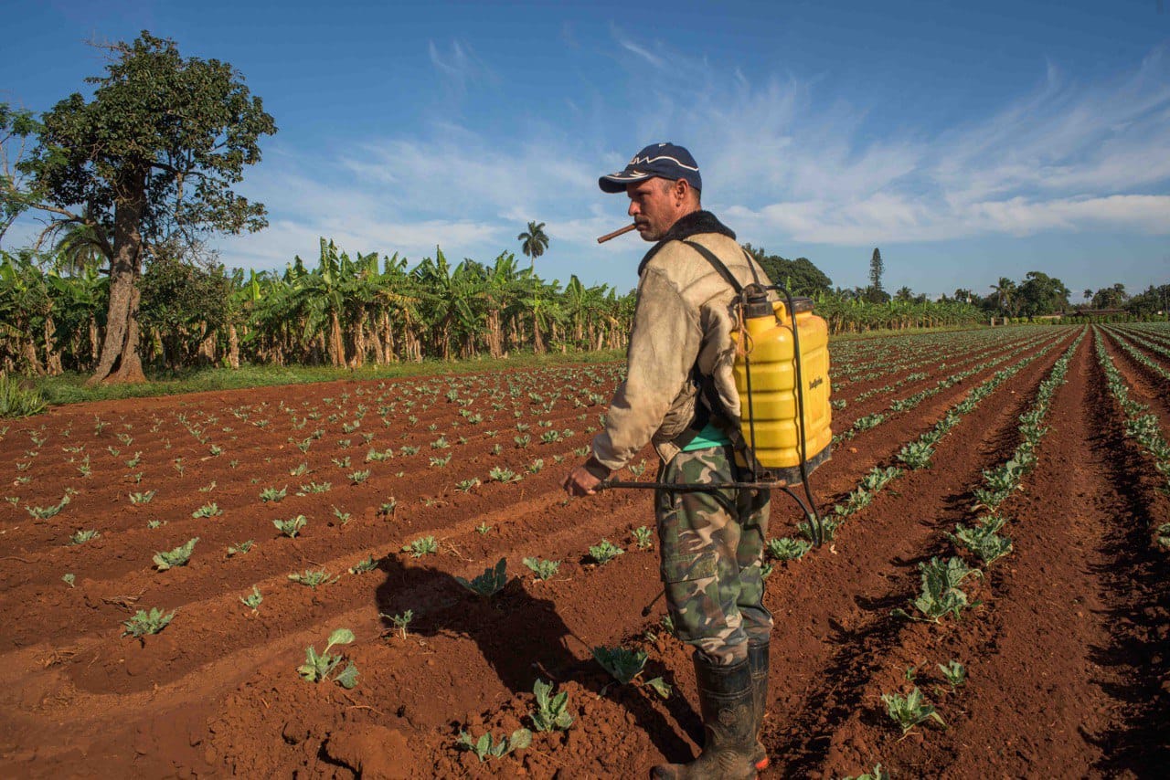  Campesinos cubanos 