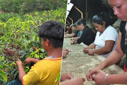 El café no crece bajo las piedras