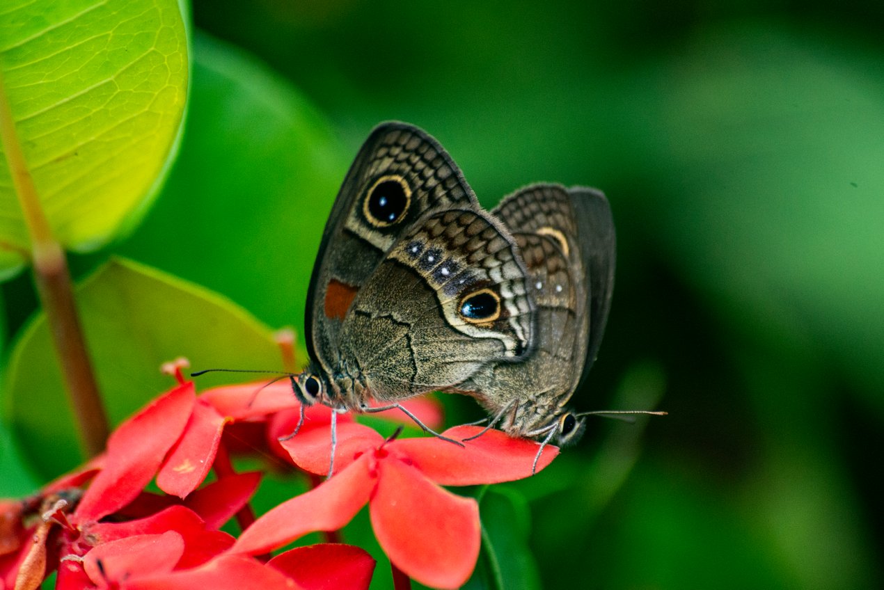 Calistos en cópula.