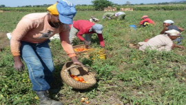 Cooperativas en Cuba