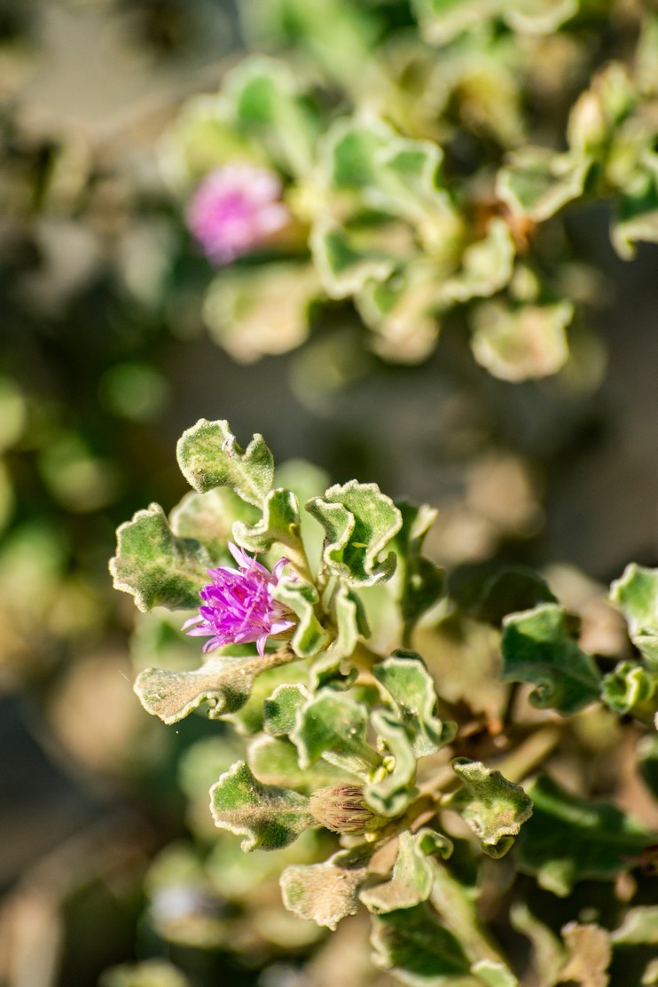 Ocho metros de botánica costera