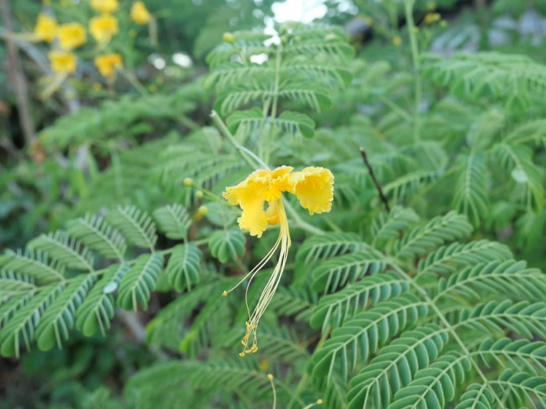 Florido amanecer en la campiña (+Fotos) 
