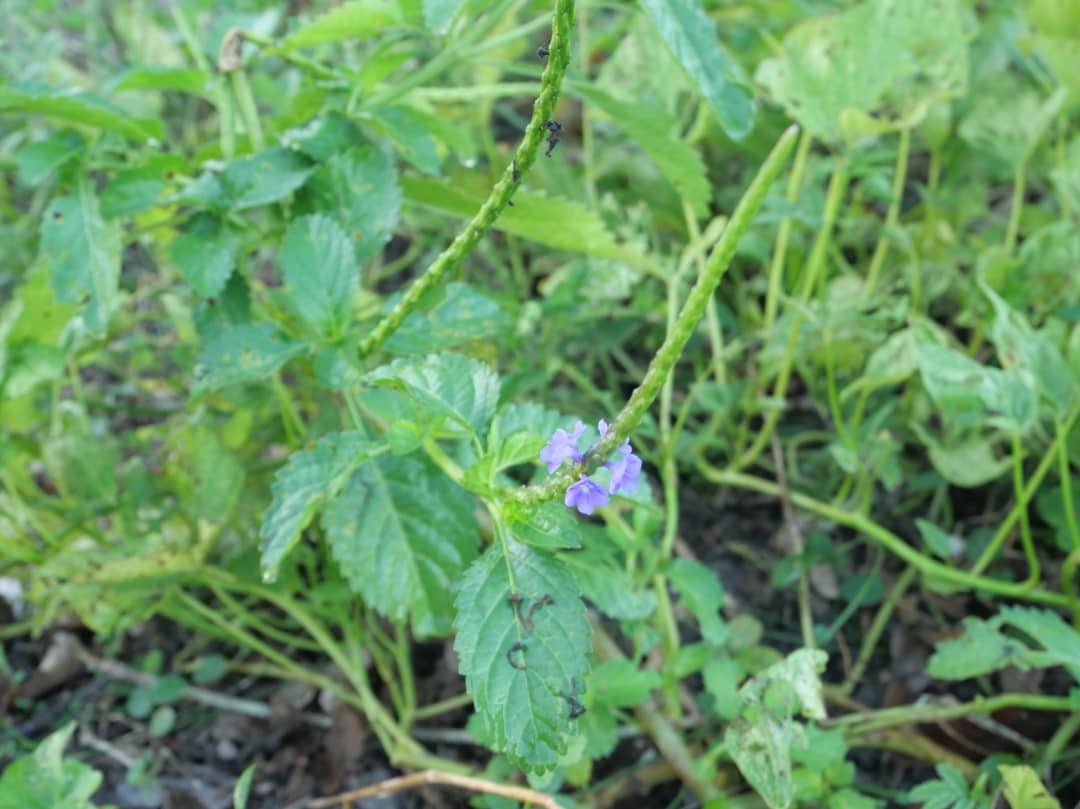 Florido amanecer en la campiña (+Fotos) 