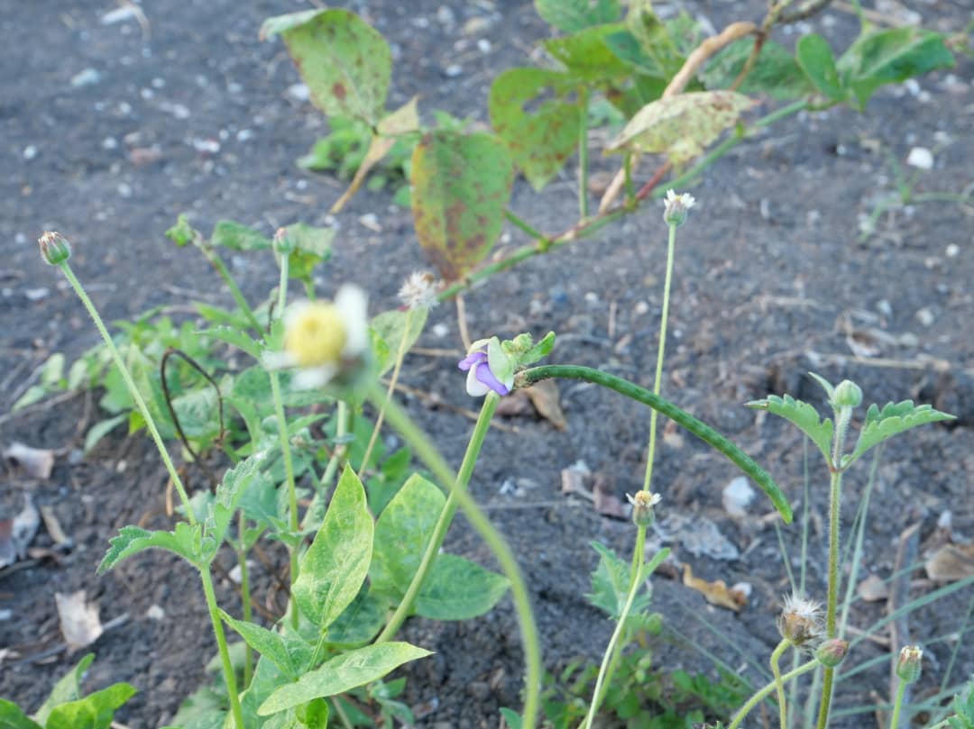 Florido amanecer en la campiña (+Fotos) 