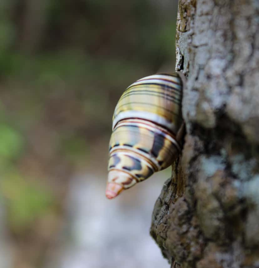 Los Mogotes de Jumagua: un mundo bajo la piedra (+Fotos) 	